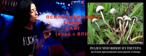 прущие грибы Новозыбков
