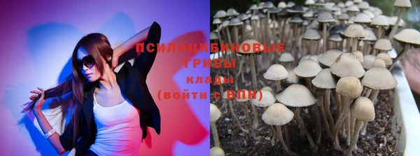 прущие грибы Новозыбков