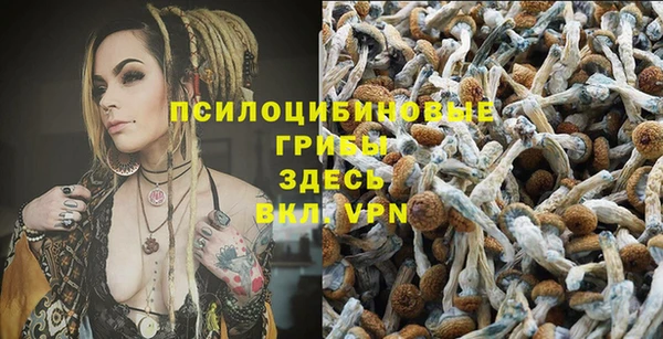 прущие грибы Новозыбков