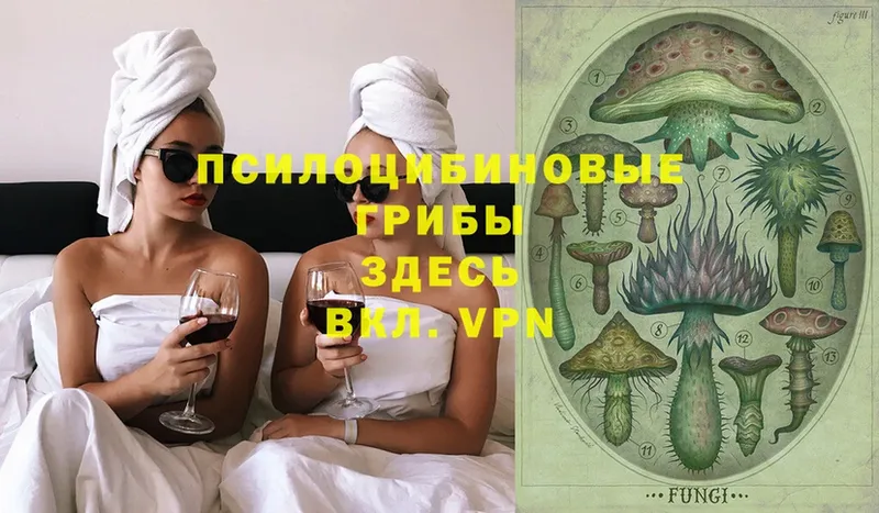 Галлюциногенные грибы Psilocybine cubensis  Новокубанск 